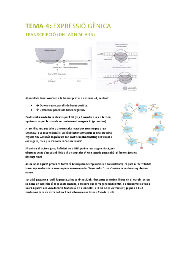 Miniatura del documento PRINCIPIS-BIOLOGIA-MOLECULAR-tema-4.pdf