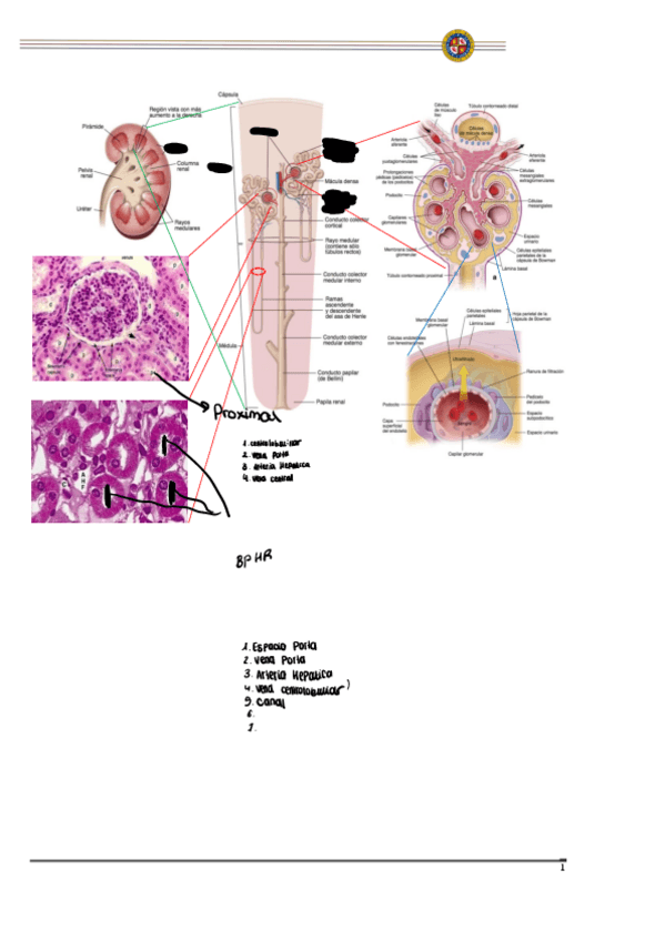 Miniatura del documento Guion-de-practicas-de-Biologia-GME-1Q-2022-23.pdf
