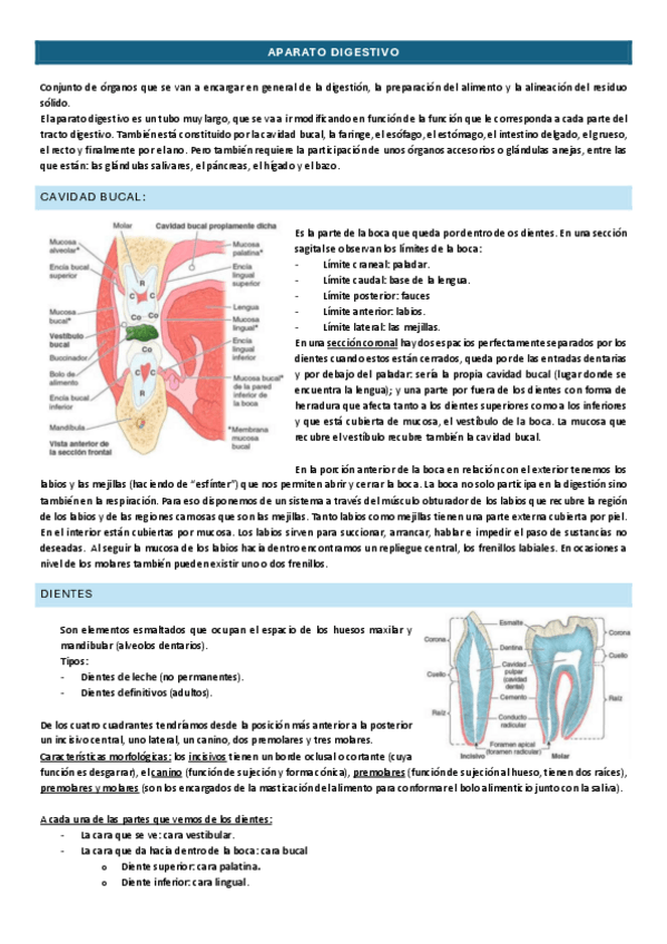 Miniatura del documento APARATO-DIGESTIVO-I.pdf