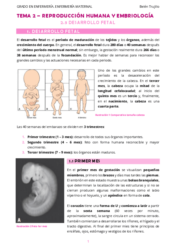 Miniatura del documento MATERNO-Tema2-ReproduccionHumanaEmbriologia-3DesarrolloFetal.pdf