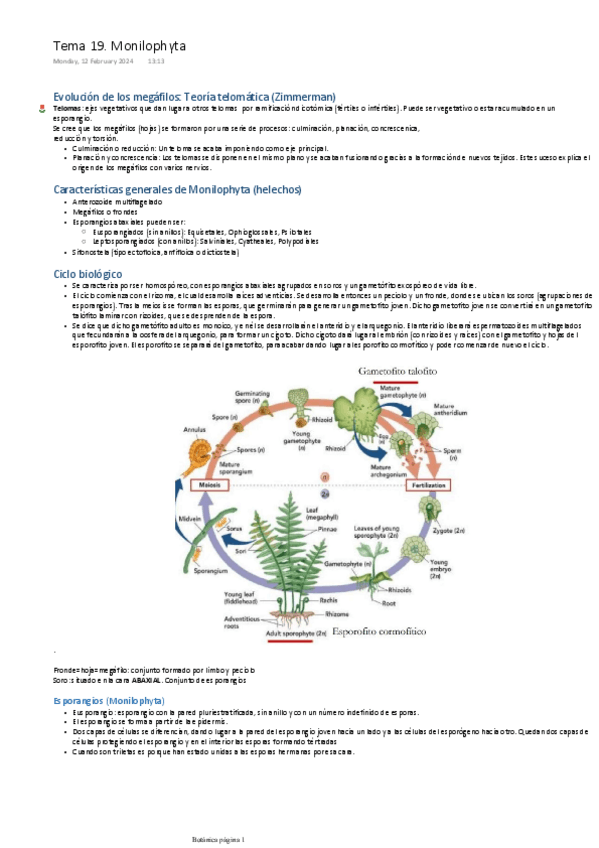 Miniatura del documento TEMA-19.-MONILOPHYTA.pdf