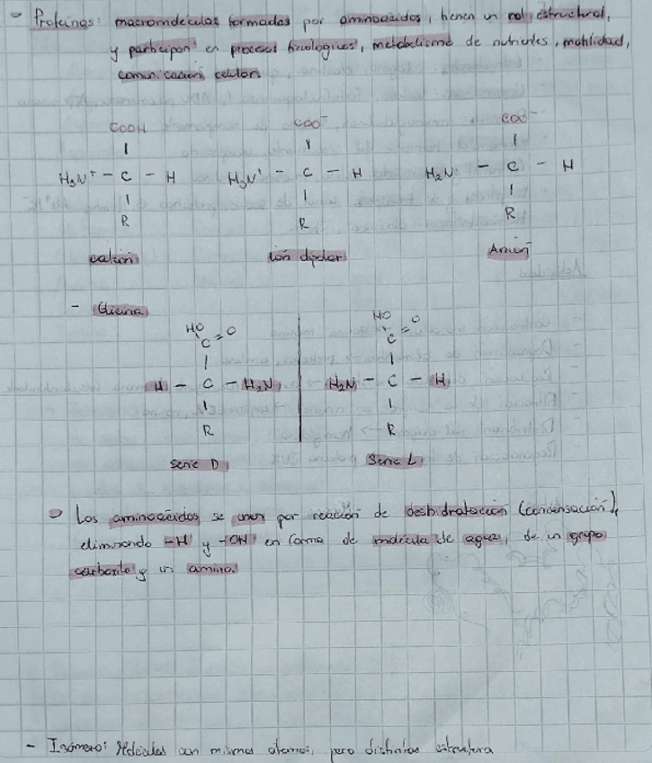 Miniatura del documento Proteinas-y-enzimas.pdf