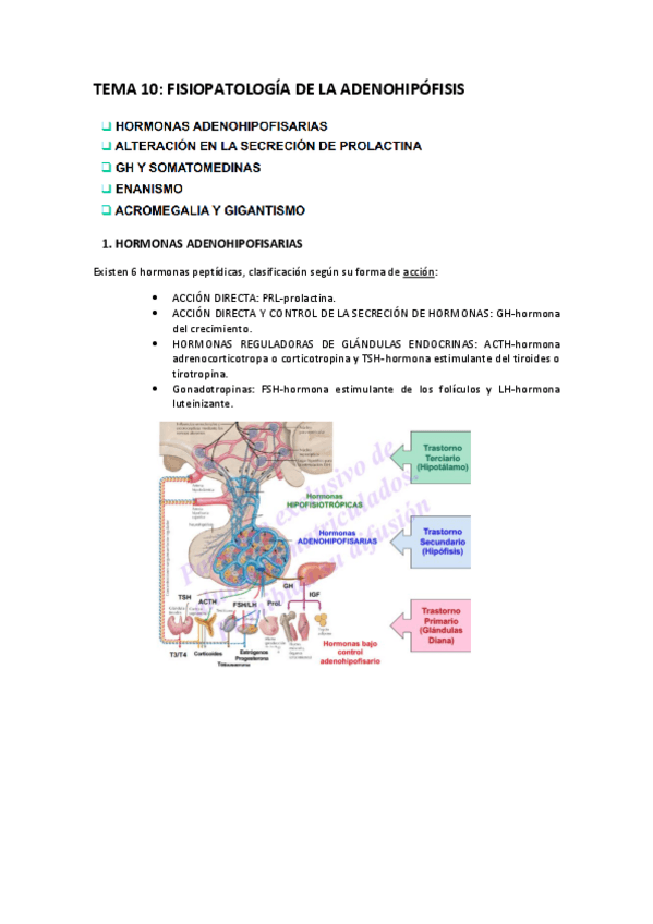 Miniatura del documento TEMA-10-fisiopatologia-de-la-adenohipofisis.pdf