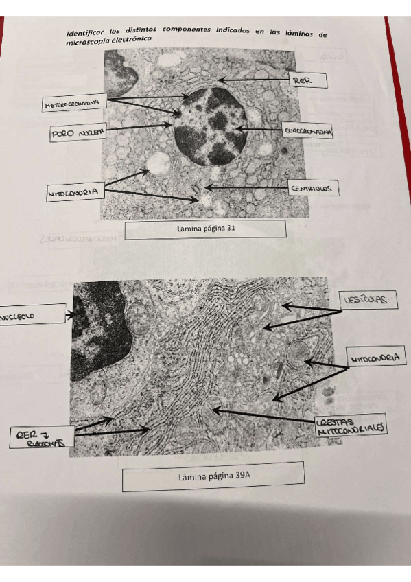 Miniatura del documento Practicas-biologia.pdf