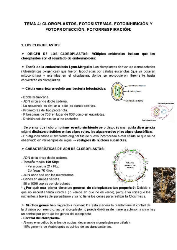 Miniatura del documento TEMA-4-CLOROPLASTOS.-FOTOSISTEMAS.-FOTOINHIBICION-Y-FOTOPROTECCION.-FOTORRESPIRACION.pdf