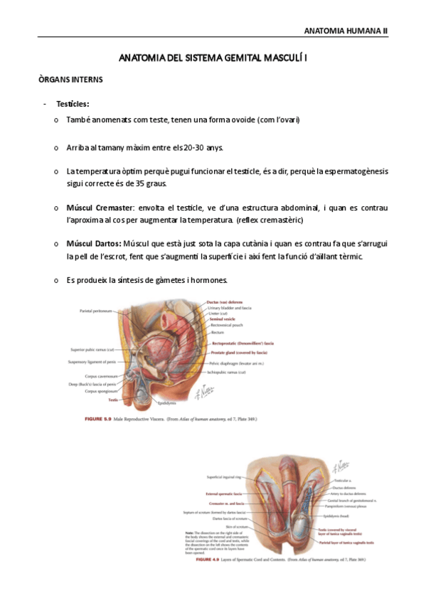 Miniatura del documento Anatomia-humana-II-sistema-genital-masculino-I.pdf