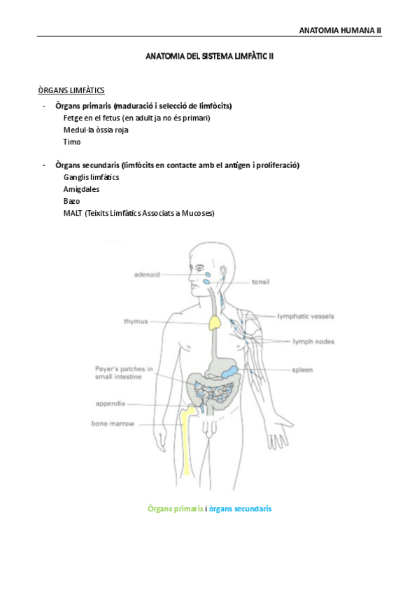Miniatura del documento anatomia-humana-II-sistema-linfatico-II.pdf