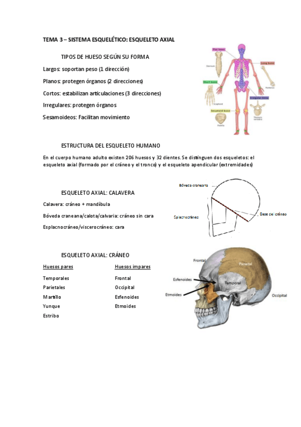 Miniatura del documento tema-3-esqueleto-axial.pdf