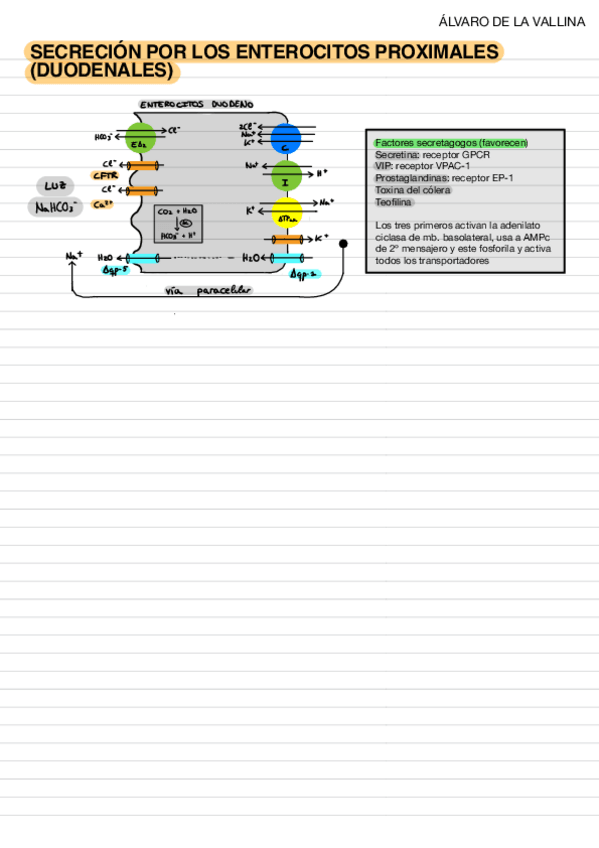 Miniatura del documento Bateria-intestino.pdf