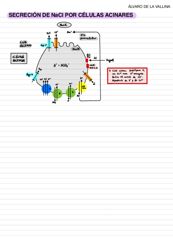 Miniatura del documento Bateria-pancreas-vesicula.pdf