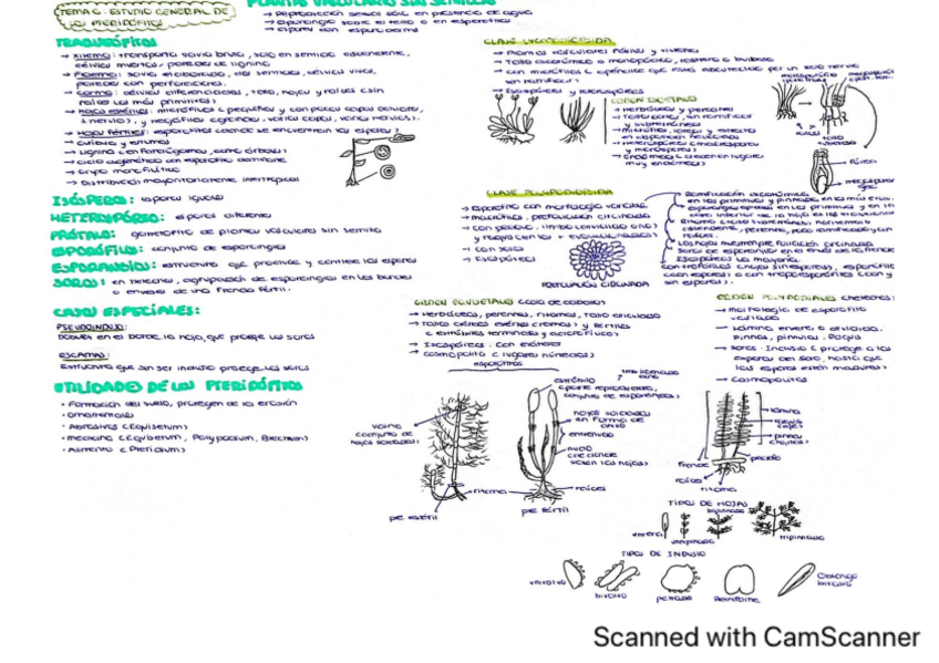 Miniatura del documento botanica-tema-6.pdf