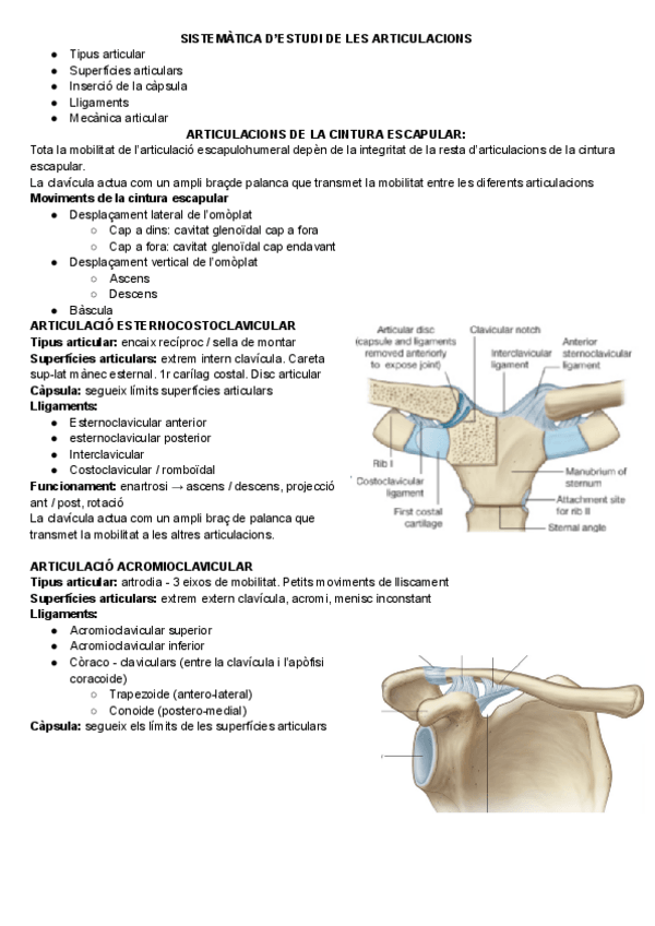 Miniatura del documento EXTREMITAT-SUPERIOR.pdf