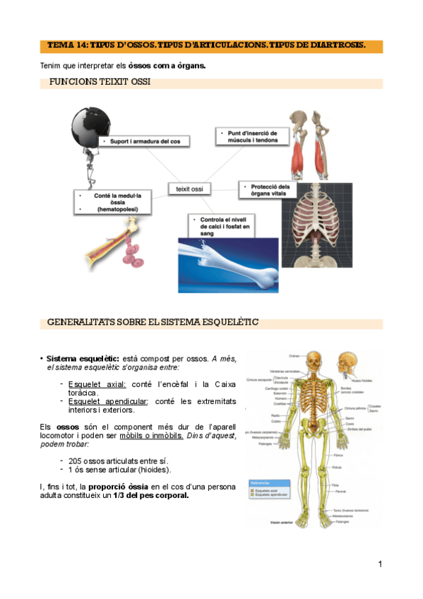 Miniatura del documento T-14-tipus-dossos.-tipus-darticulacions.-tipus-de-diartrosis-PDF.pdf