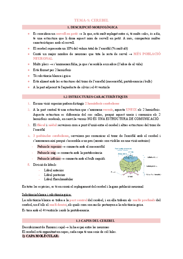Miniatura del documento TEMA-5-cerebel.pdf
