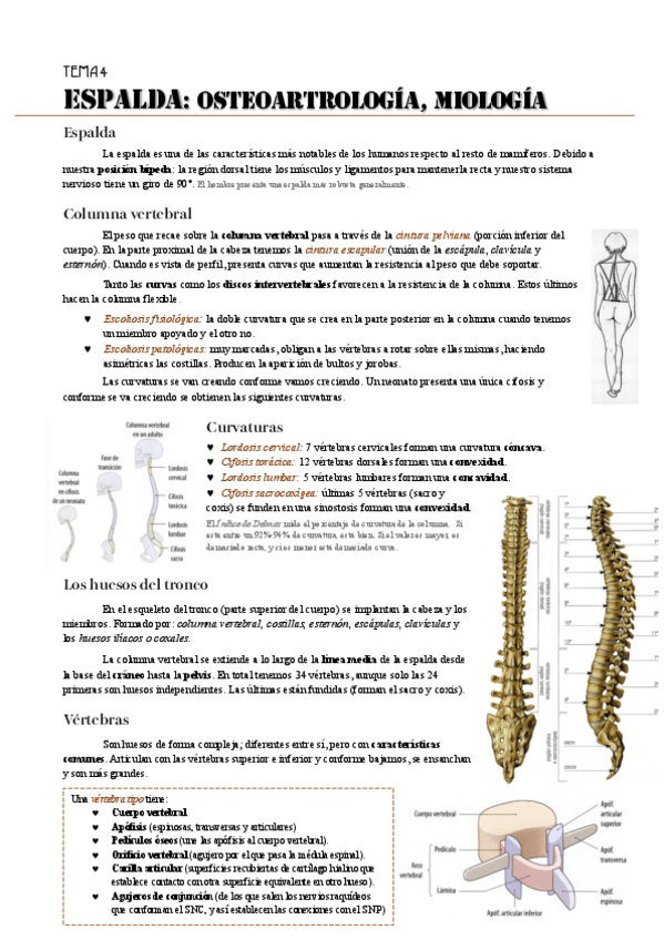 Miniatura del documento Tema-4.-Espalda.pdf