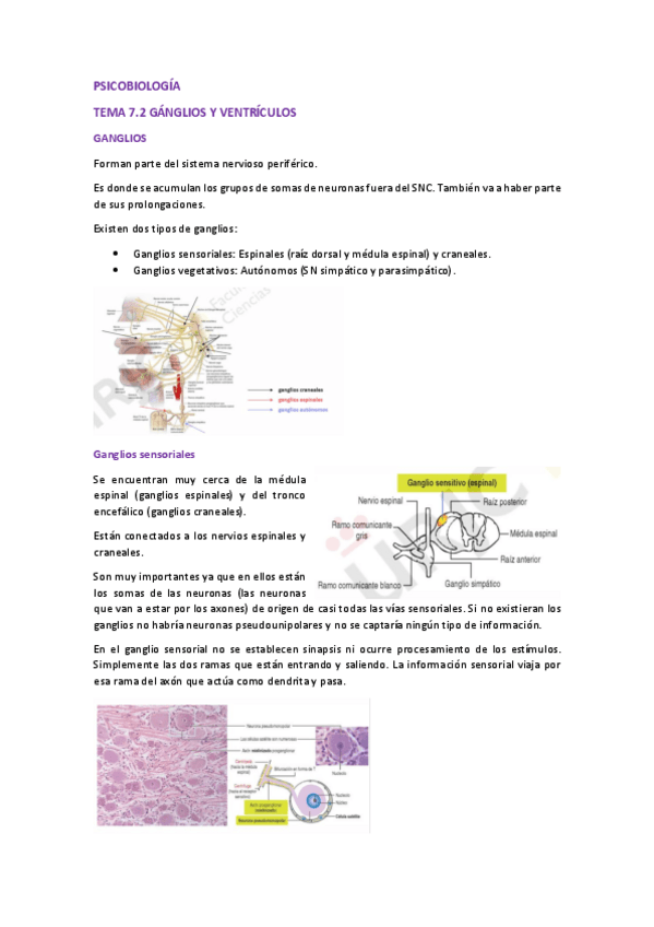 Miniatura del documento Psicobiologia-Tema-7.2.pdf