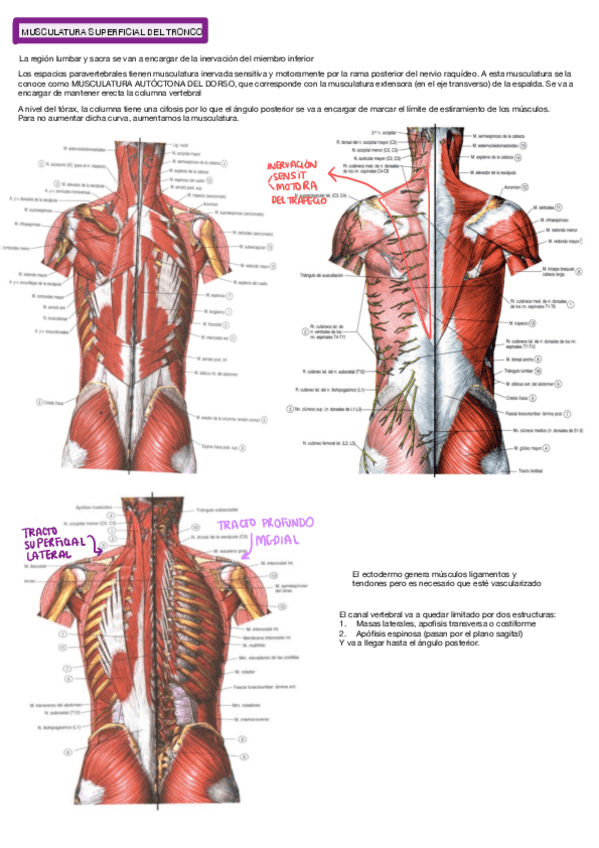 Miniatura del documento MUSCULATURA-DE-LA-COLUMNA-VERTEBRAL.pdf