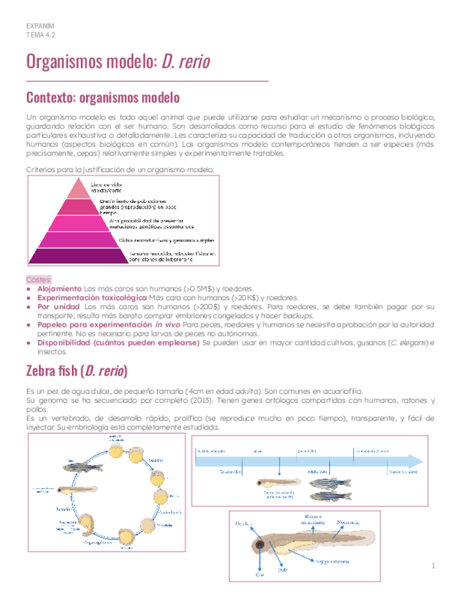 Miniatura del documento Tema-4.2-D.-rerio.pdf