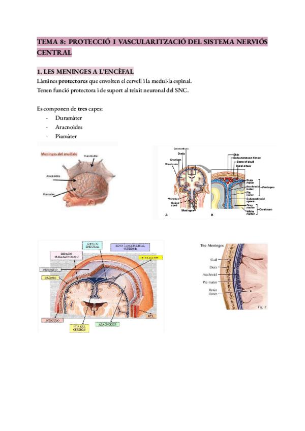 Miniatura del documento Tema-8- ROTECCIÓ I VASCULARITZACIÓ DEL SISTEMA NERVIÓS CENTRAL.pdf