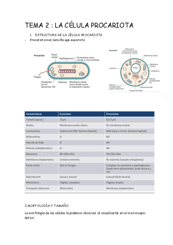 Miniatura del documento TEMA-2-microbiologia.pdf