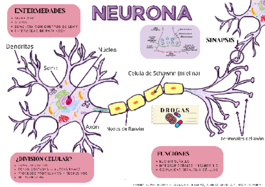 Miniatura del documento Neurona-Trabajo-Biologia-celular.pdf
