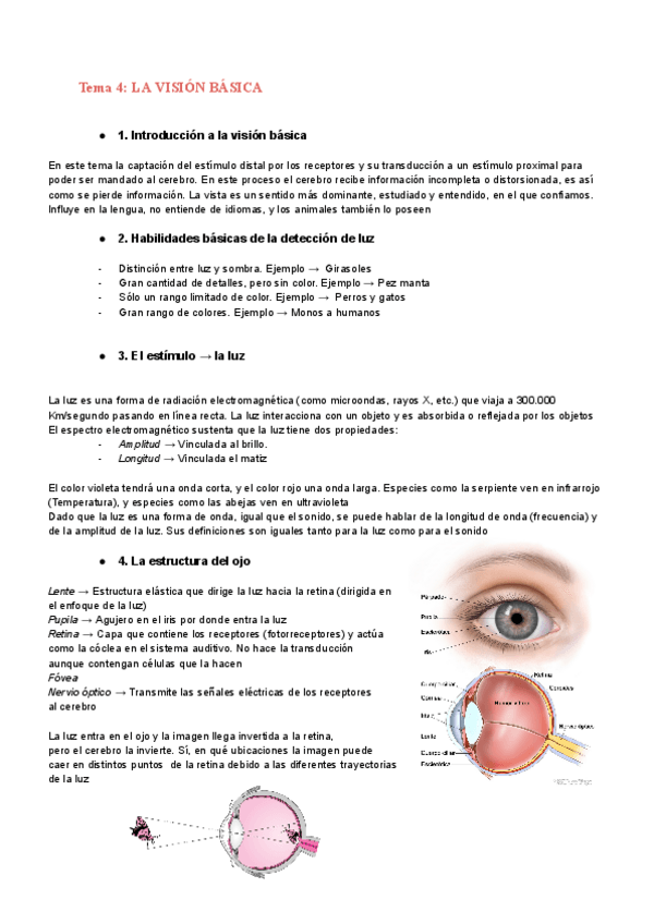 Miniatura del documento tema-4-VISION-BASICA.pdf