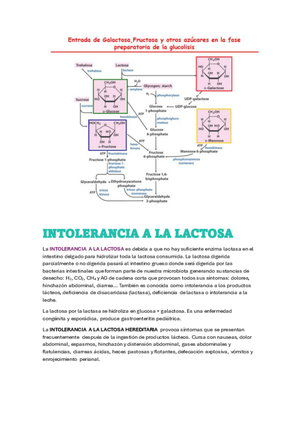 Miniatura del documento INTOLERANCIA-A-LA-LACTOSA-GALACTOSEMIA-Y-FRUCTOSEMIA.pdf