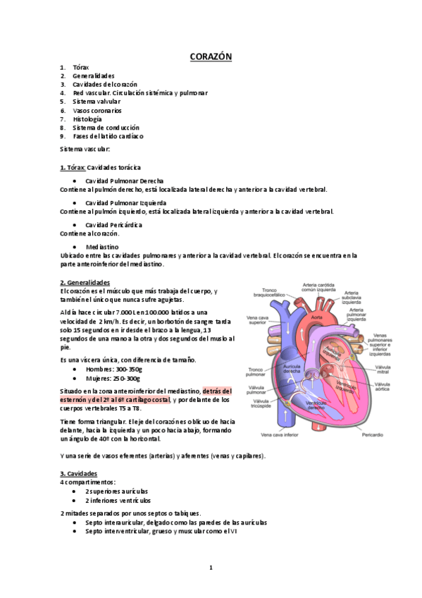 Miniatura del documento Corazon ANA2.pdf