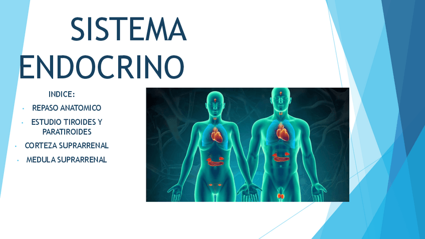 Miniatura del documento trabajo-sistema-endocrino-medicina-nuclear.pdf