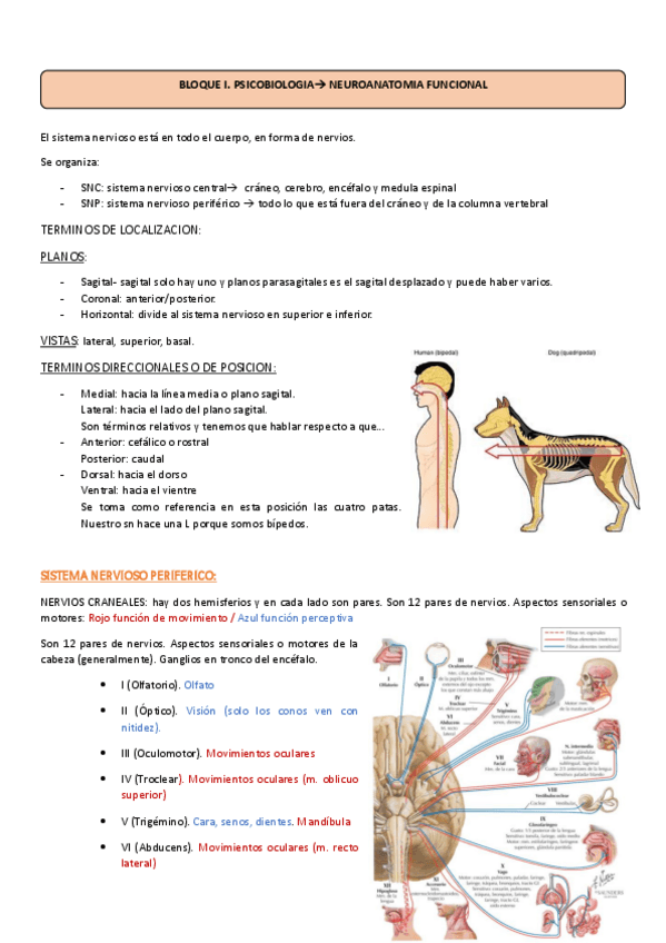 Miniatura del documento TEMA-1-PSICOBIOLOGIA.pdf