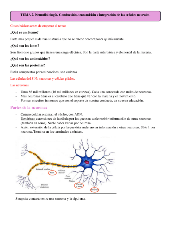 Miniatura del documento tema-2-neurofisiologia.pdf