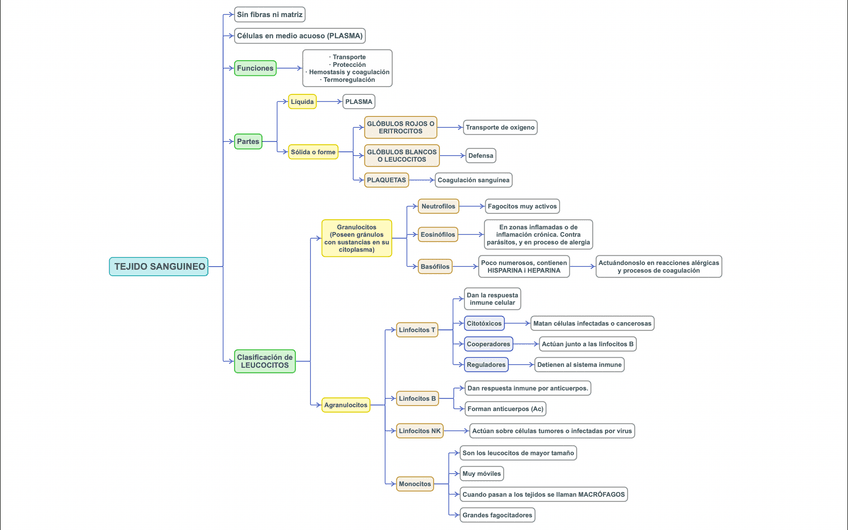 Miniatura del documento TEJIDO-SANGUINEO-ESQUEMA.png
