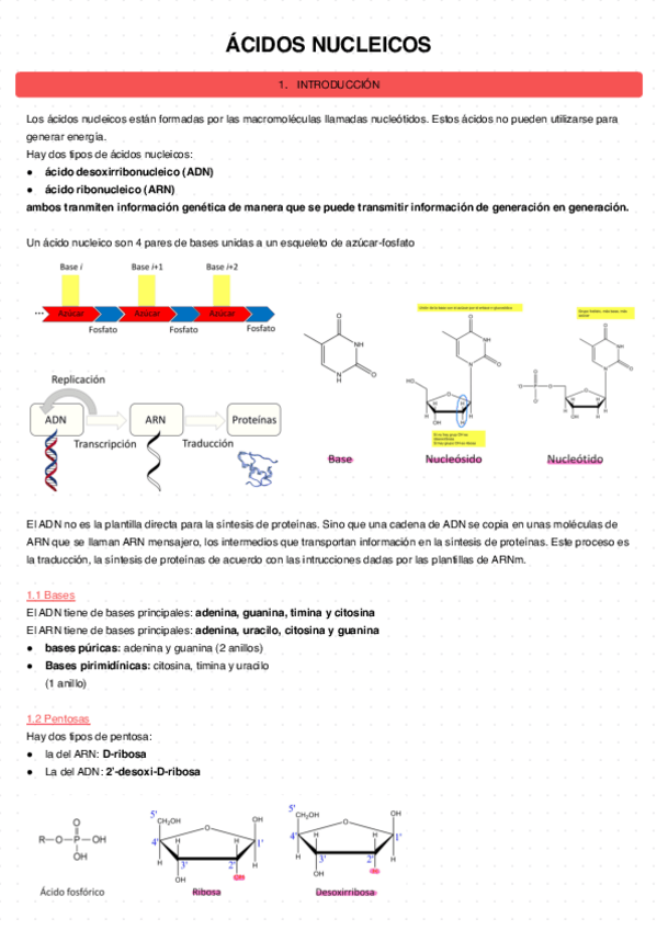 Miniatura del documento Acidos-nucleicos-6.pdf