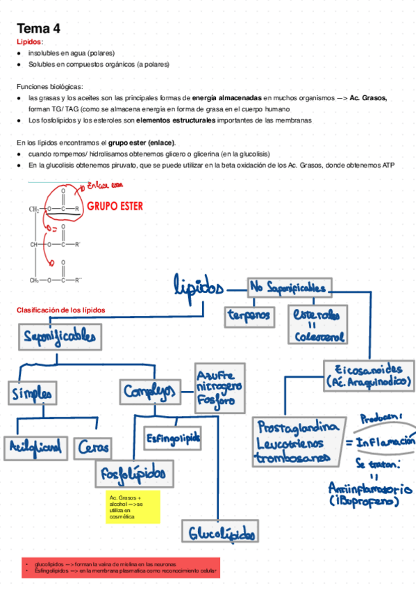 Miniatura del documento Lipidos-4.pdf
