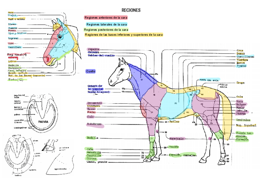 Miniatura del documento Tablas-ZOOMETRIA.pdf