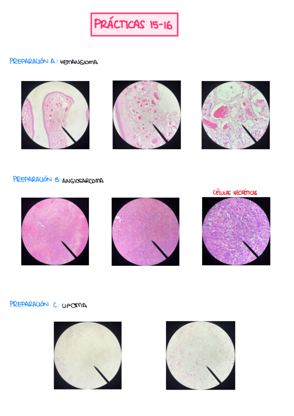 Miniatura del documento FOTOS PREPARACIONES (2º CUATRI).pdf