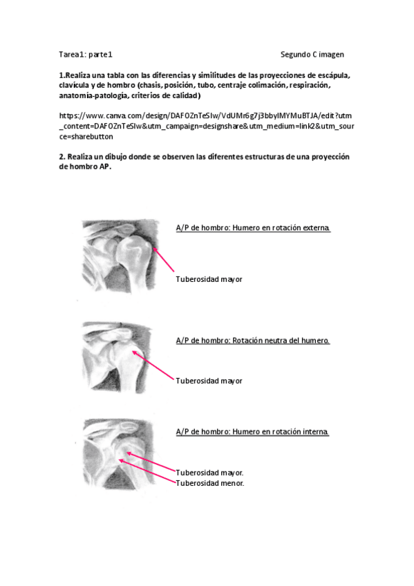 Miniatura del documento Cintura-escapular.pdf