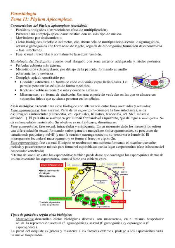 Miniatura del documento Tema-11-Phylum-Apicomplexa.-Coccidios-intestinales.pdf