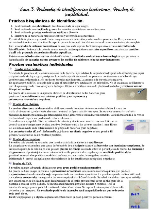 Miniatura del documento Tema-3-Protocolo-de-identificacion-bacteriana.pdf