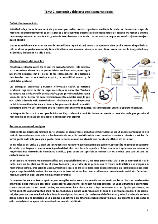 Miniatura del documento Tema 7. Anatomía y fisiología del sistema vestibular.pdf