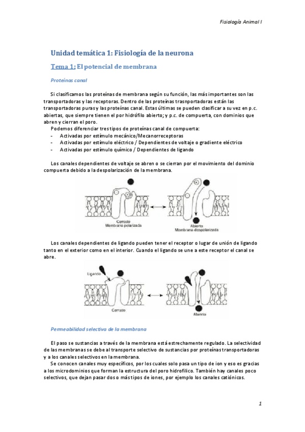 Miniatura del documento Apuntes.pdf