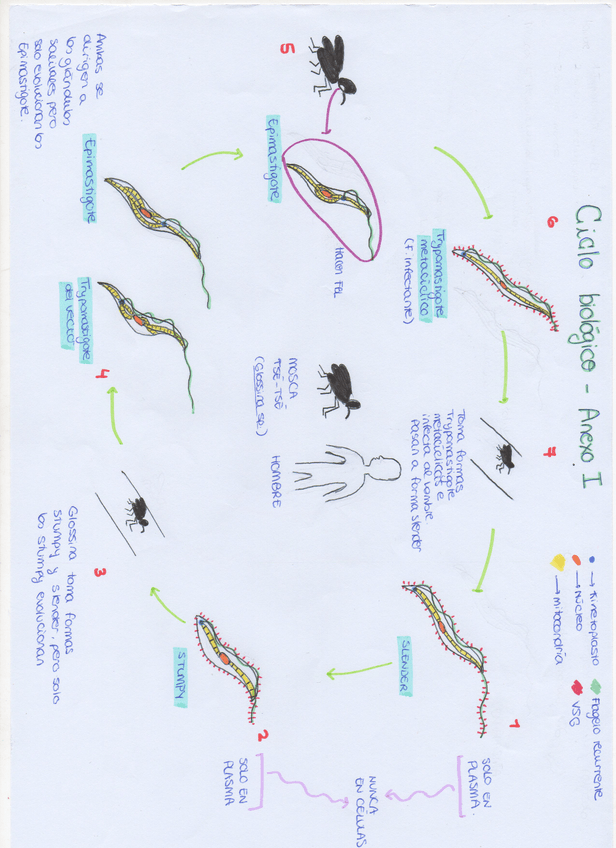 Miniatura del documento img361.jpg