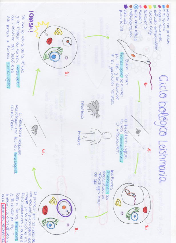 Miniatura del documento img363.jpg