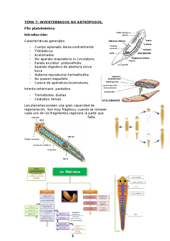 Miniatura del documento TEMA 7 (1).docx