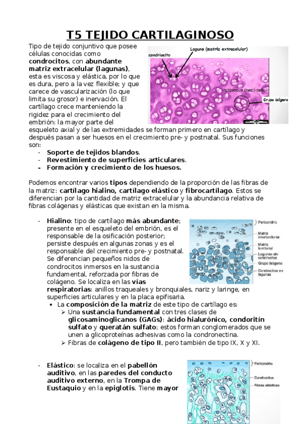 Miniatura del documento Cartilaginoso.docx