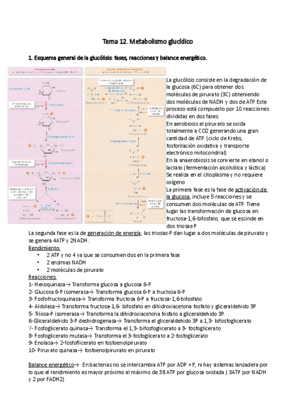 Miniatura del documento TEMA 12 BIOQUIMICA.pdf