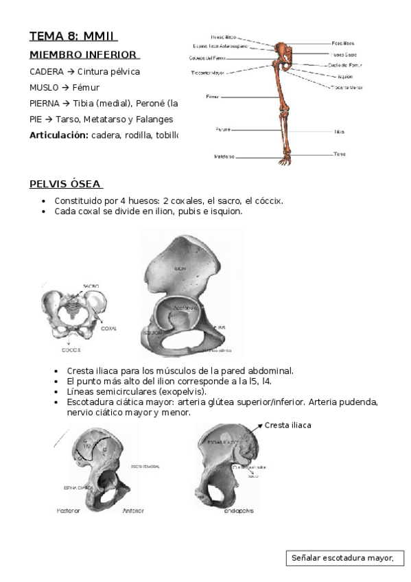 Miniatura del documento TEMA 8. MMII.docx