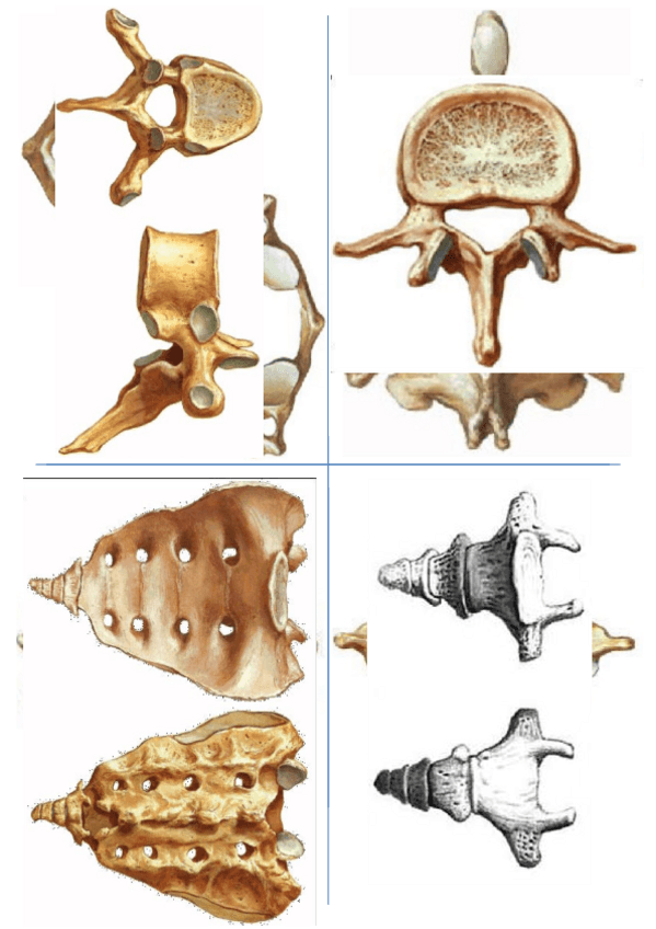 Miniatura del documento Trajetas espalda.docx