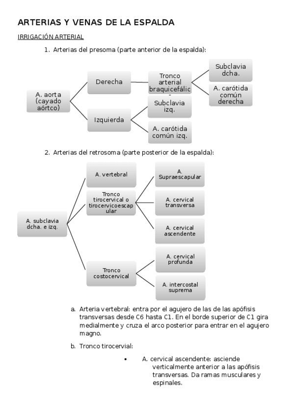 Miniatura del documento ARTERIAS Y VENAS DE LA ESPALDA.odt