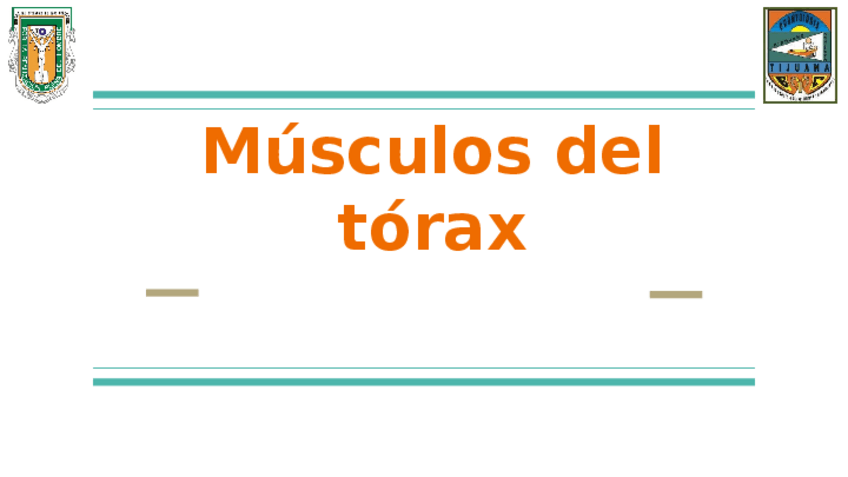 Miniatura del documento Músculos-de-tórax.pptx